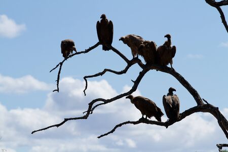 africaの写真素材