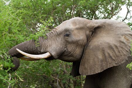 elephantの写真素材