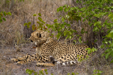 cheetah