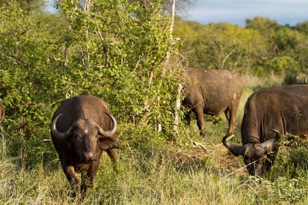 buffaloの写真素材