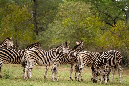 zebraの写真素材