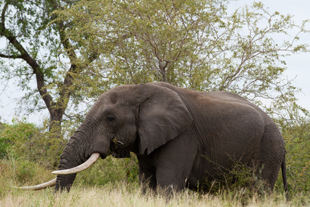 elephants