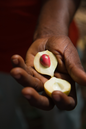 spice tour nutmegの写真素材