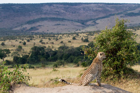 cheetah resting on a rockの写真素材