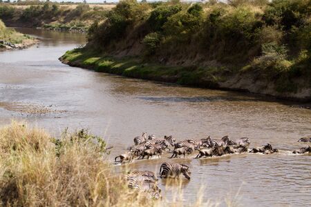wildebeests and zebras crossing the river mara in kenyaの写真素材