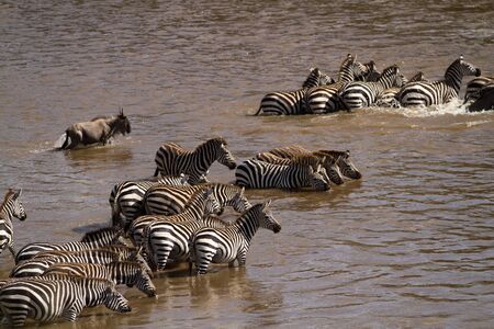 wildebeest and zebrasの写真素材