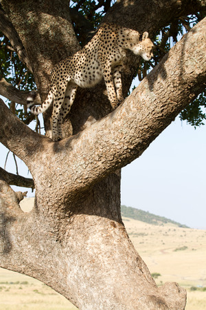 cheetah on a treeの写真素材
