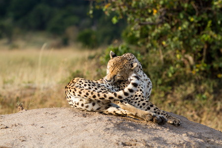 cheetah resting on a rock in the masai maraの写真素材