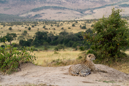 cheetah resting on a rockの写真素材