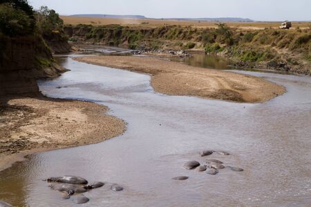 masai mara, river mara with hipposの写真素材