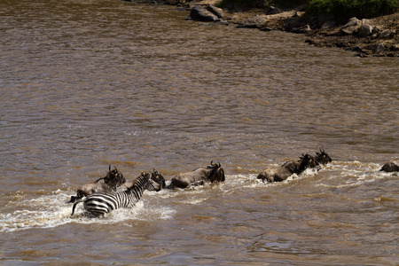 zebras and wildebeest crossing the river Mara in Kenyaの写真素材