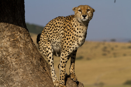 cheetah on a tree in Kenyaの写真素材
