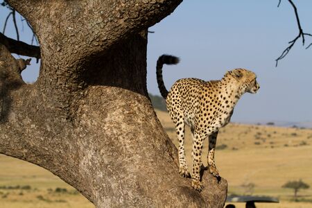 cheetah on a treeの写真素材