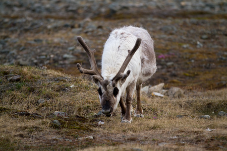 reindeers walking in the svalbard islandsの写真素材