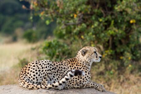 masai mara cheetahの写真素材