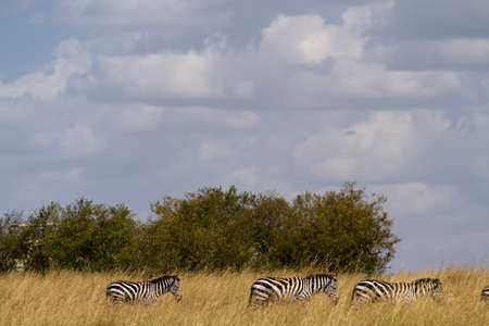 masai mara zebrasの写真素材