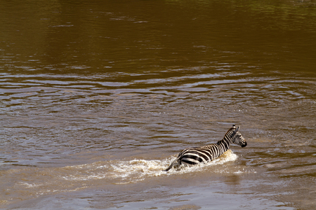 masai mara crossing during migrationの写真素材