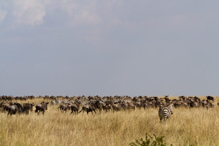 masai mara migration animalsの写真素材