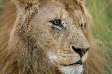 masai mara lionの写真素材