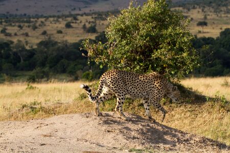 masai mara cheetahの写真素材
