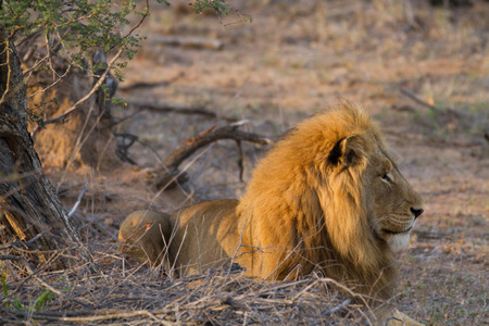 lions in the bush of the kruger national parkの写真素材