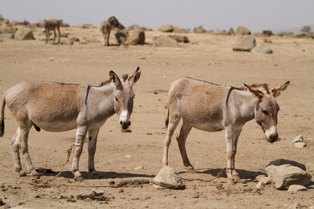 oldonyo masai villageの写真素材