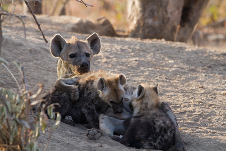 hyena suckling the cubs in the kruger national parkの写真素材