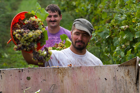 cutting the grapes during the harvesting time