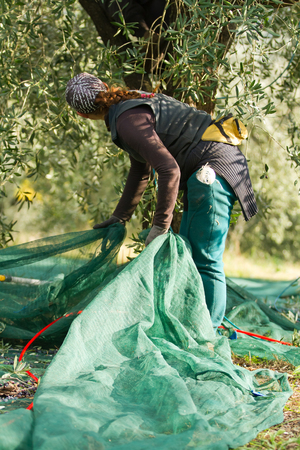 olive picking during the harvesting seasonの写真素材