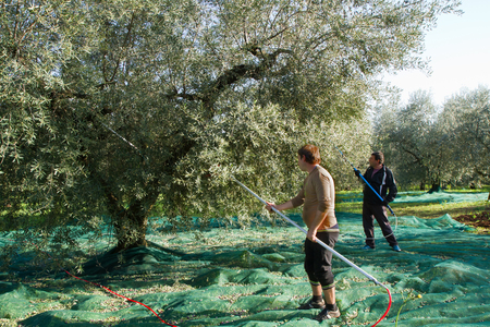 olive picking during the harvesting seasonの写真素材