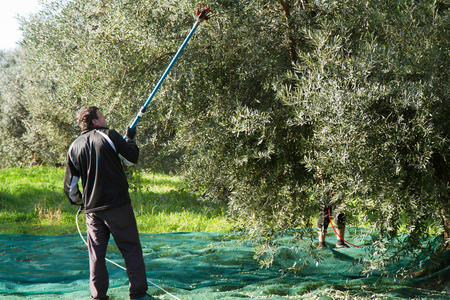 olive pickingの写真素材