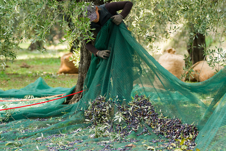 olive pickingの写真素材