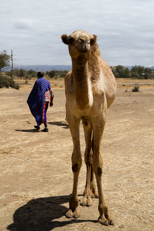 masia tribesman with camel in tanzaniaのeditorial素材