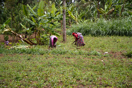 african landscape near arusha in tanzaniaのeditorial素材
