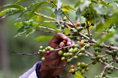 coffee plantation near kilimanjaro mountの写真素材