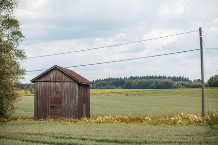 Little barn in early summer grain wheal field with birch and taiga forest in background finland scandinaviaの写真素材