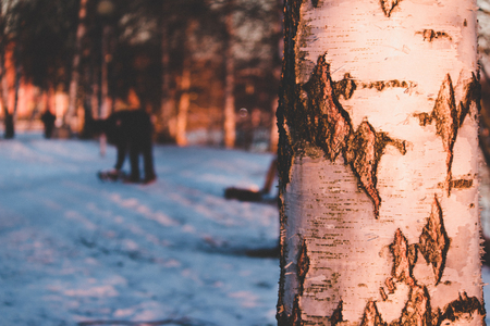 Warm winter sunset in park with huge birch on front and background taiga forest with lightsの写真素材
