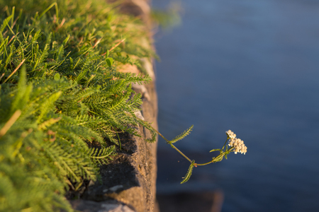 Warm summer sunset flower hanging on blue lake water from solid concrete dock with green grassの写真素材