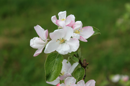 A ramification of an apple-tree with flowers in spring close-upの写真素材