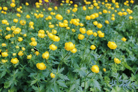 Yellow flowers of a European swimsuitt (TrÃ³llius europaÃ©us) in a forest gladeの写真素材