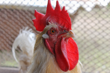 One white rooster in a hen houseの写真素材