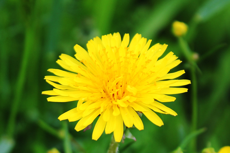 Yellow dandelion flower close-up in summer in a villageの写真素材