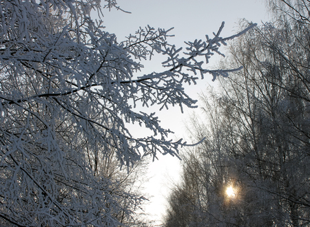 Trees under the snow in the parkの写真素材