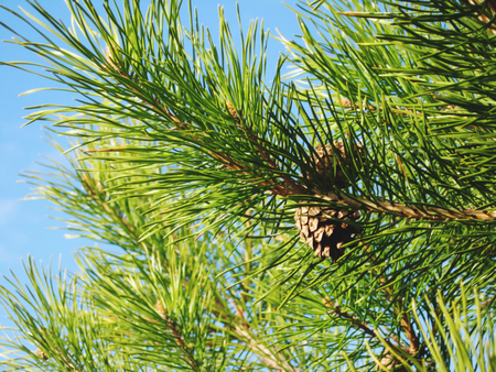 Pine cones hang on a branch against a blue skyの写真素材
