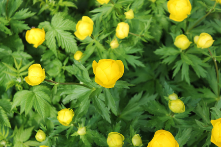 Yellow flowers of a European swimsuitt (TrÃ³llius europaÃ©us) in a forest gladeの写真素材