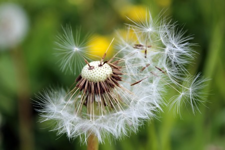 Fluffy dandelion seeds spread by the windの写真素材