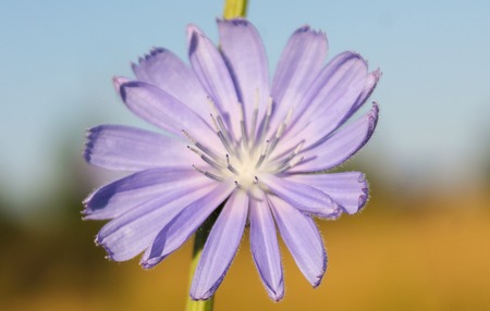 One flower of chicory ordinary close upの写真素材