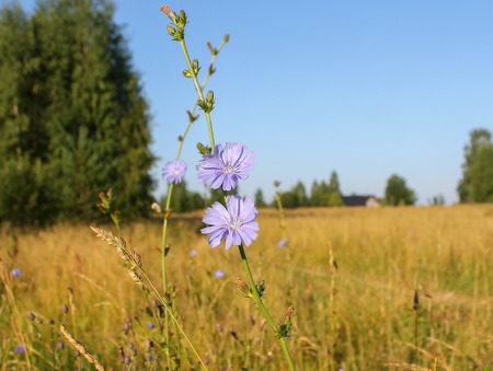 Blue flowers of chicory ordinary in the field behind the villageの写真素材