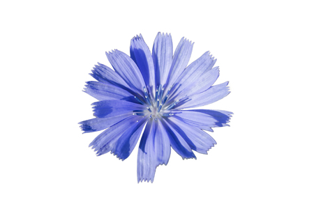 One flower of chicory ordinary close up on a white backgroundの写真素材