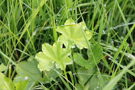 Dew drops on the grass early in the morning, in the summer in the village close-upの写真素材